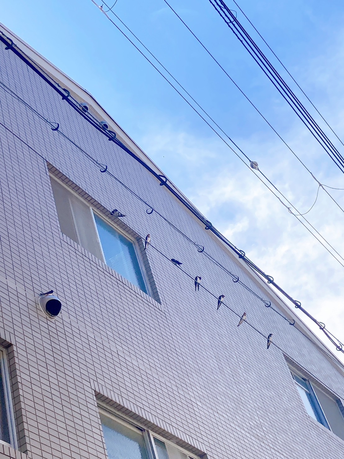 画像クイズ：全部で何羽？