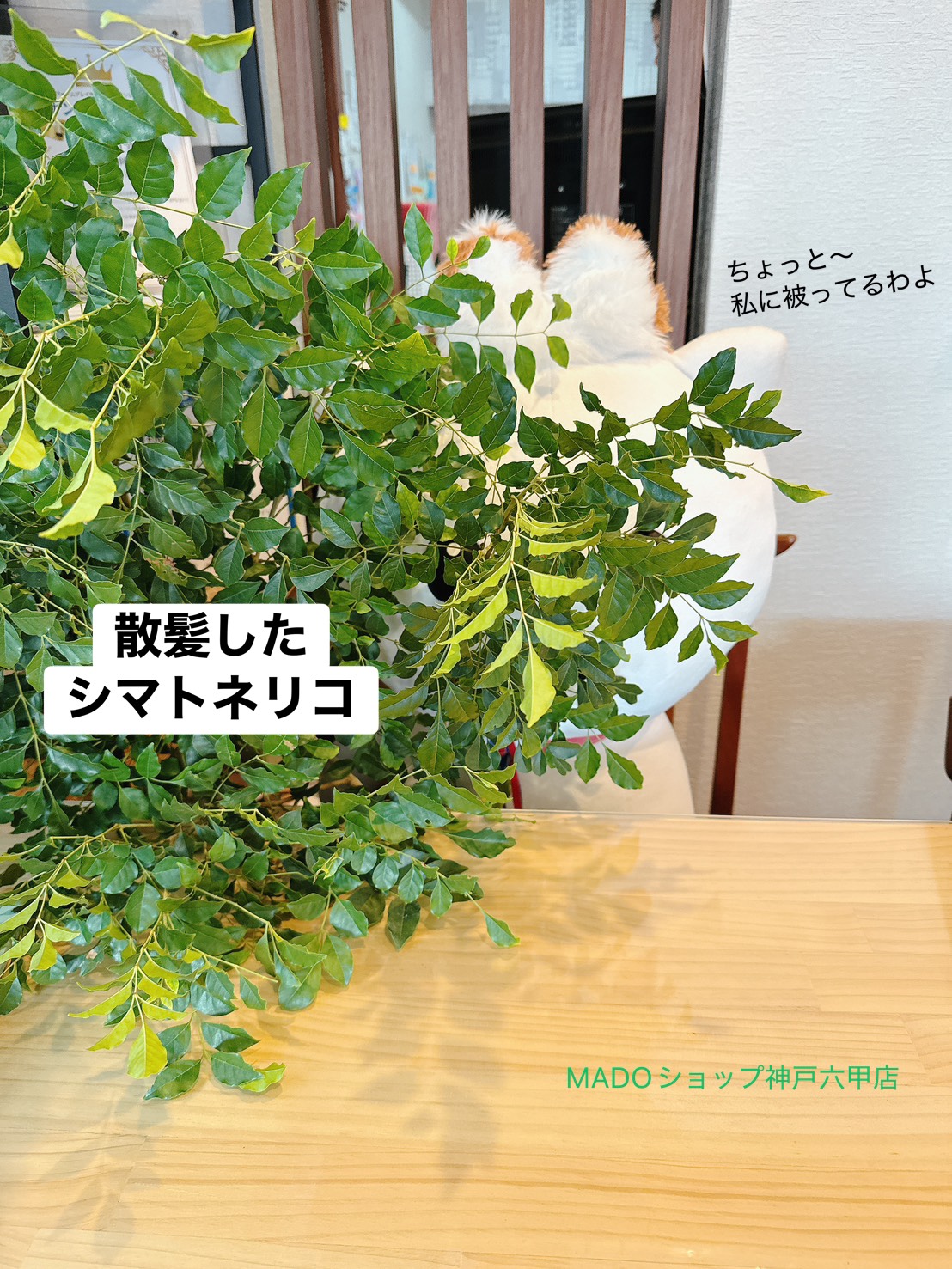 一足早く大掃除🧹