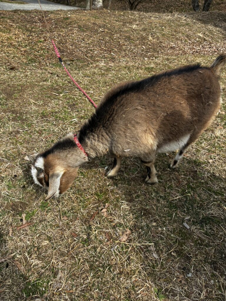 春はやっぱり牧場へ行こう！～弓削牧場(神戸市北区)～