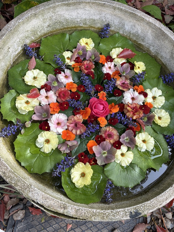 兵庫県立明石公園の花手水